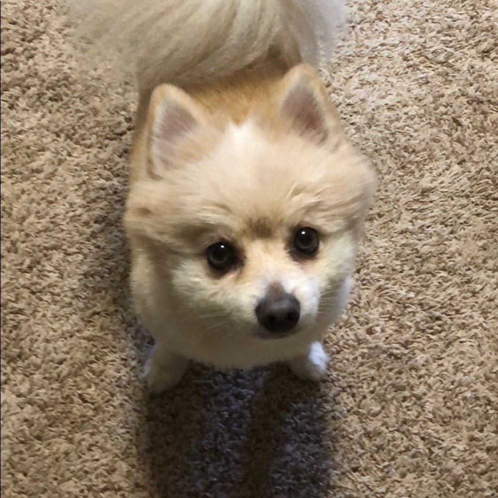 Meet your Posher, Donia